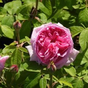 Comte de Chambord Rose (Rosa Comte de Chambord) 1